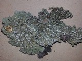 Flavopunctelia soredica image