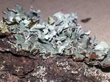 Hypogymnia physodes image