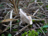 Pleurotus eryngii image