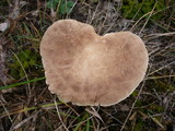 Pleurotus eryngii image