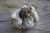 Hypomyces melanocarpus image
