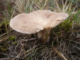 Pleurotus eryngii image