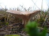 Pleurotus eryngii image