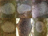Julella vitrispora image
