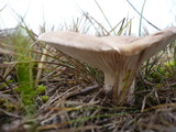 Pleurotus eryngii image