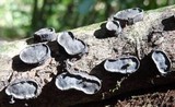 Camillea labellum image