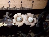 Geastrum subiculosum image