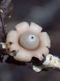 Geastrum subiculosum image