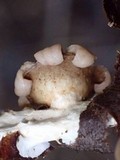 Geastrum subiculosum image