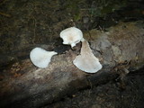 Pleurotus pulmonarius image