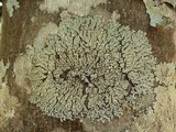 Pyxine sorediata image