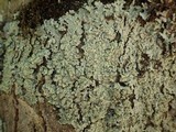 Pyxine subcinerea image