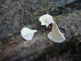 Pleurotus pulmonarius image