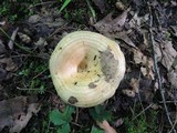 Lactarius psammicola image