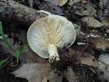 Lactarius psammicola image