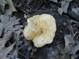 Lactarius psammicola f. glaber image