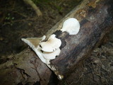 Pleurotus pulmonarius image