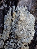 Pyxine sorediata image