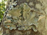 Parmotrema hypoleucinum image
