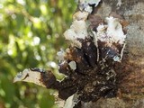 Parmotrema hypoleucinum image