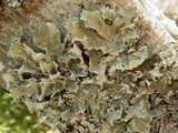 Parmotrema hypoleucinum image