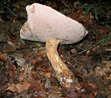 Tylopilus rubrobrunneus image