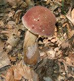 Tylopilus rubrobrunneus image