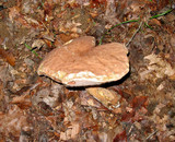 Tylopilus rubrobrunneus image