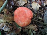 Russula flavisiccans image