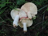 Russula flavisiccans image
