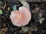 Russula flavisiccans image