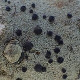 Lecidella elaeochroma f. elaeochroma image