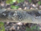 Lecidella elaeochroma f. elaeochroma image