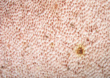 Tylopilus rubrobrunneus image
