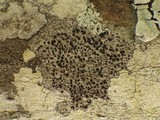 Amandinea punctata image