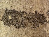 Amandinea punctata image