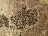 Amandinea punctata image