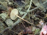 Gymnopus subnudus image