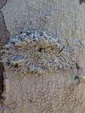 Sclerococcum sphaerale image