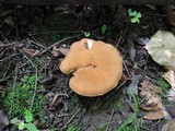 Polyporus radicatus image
