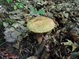 Frostiella russellii image