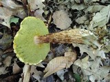 Frostiella russellii image