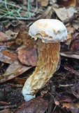 Austroboletus subflavidus image