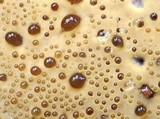 Inonotus dryadeus image