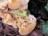 Inonotus dryadeus image