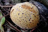 Inonotus dryadeus image