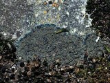 Placynthium nigrum image