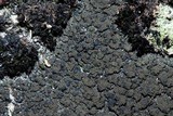 Placynthium nigrum image