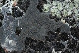 Placynthium nigrum image