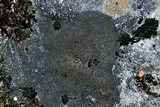 Placynthium nigrum image